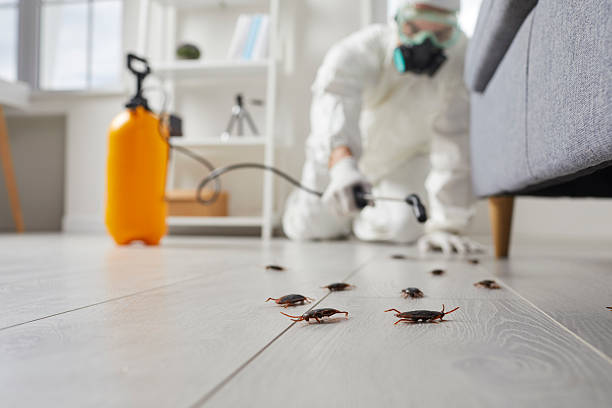 Commercial Rodent Management in Culver City